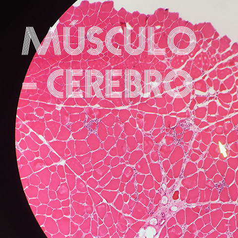 Músculo esquelético